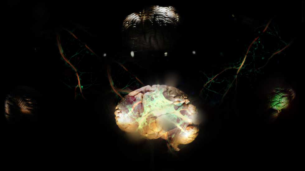 تلاش سوپر کامپیوتر HP برای شبیه سازی مغز انسان